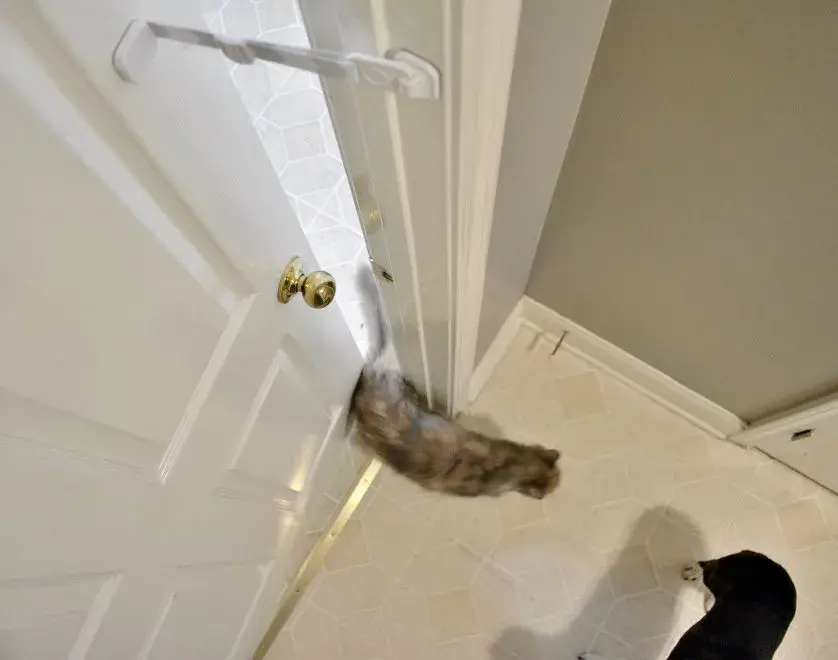 a door buddy door strap allows a cat through but dog not