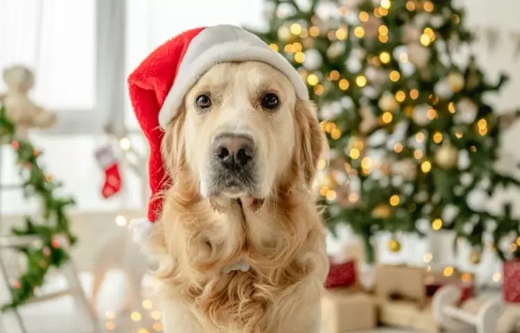 christmas tree and dog