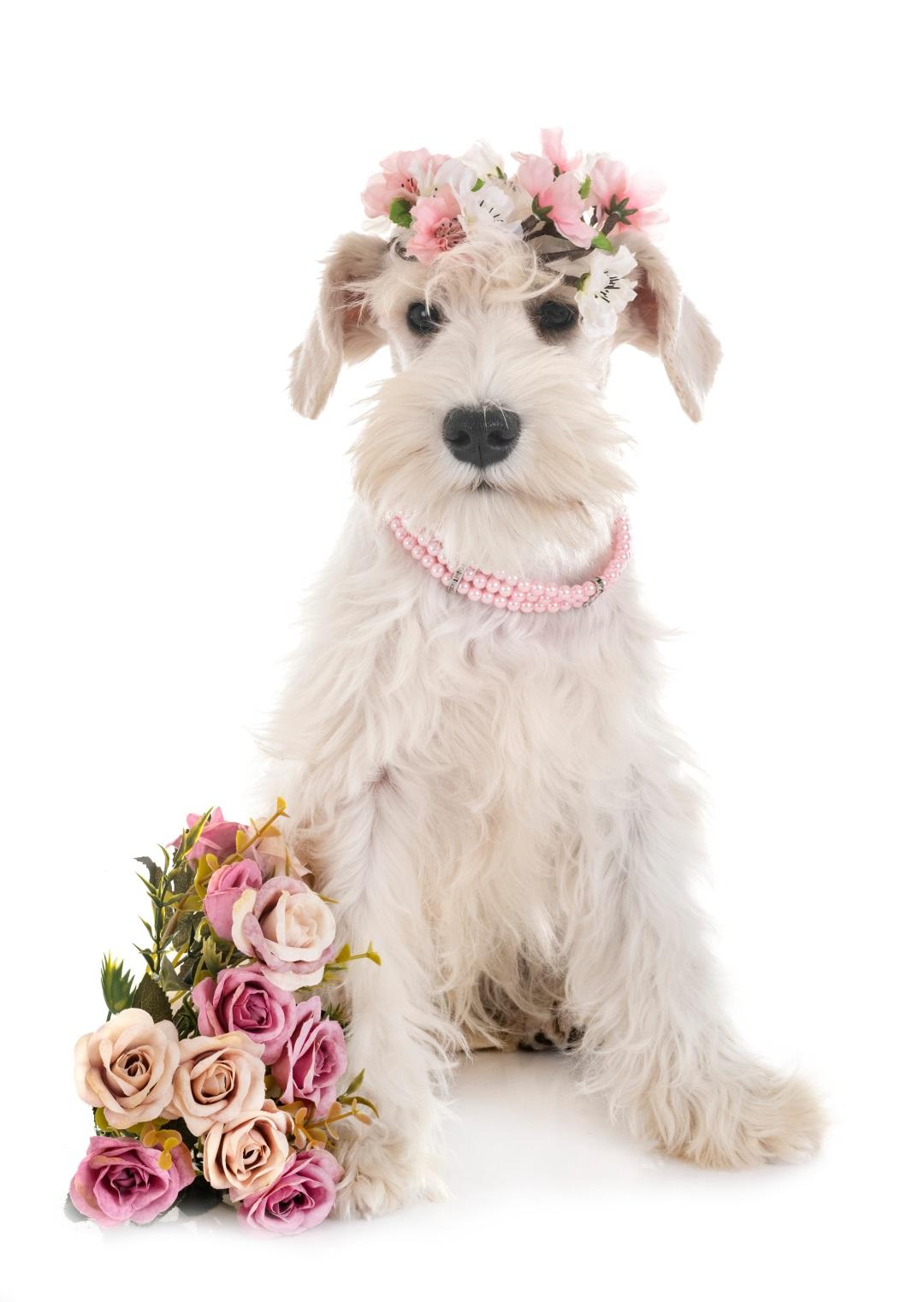 puppy white miniature schnauzer