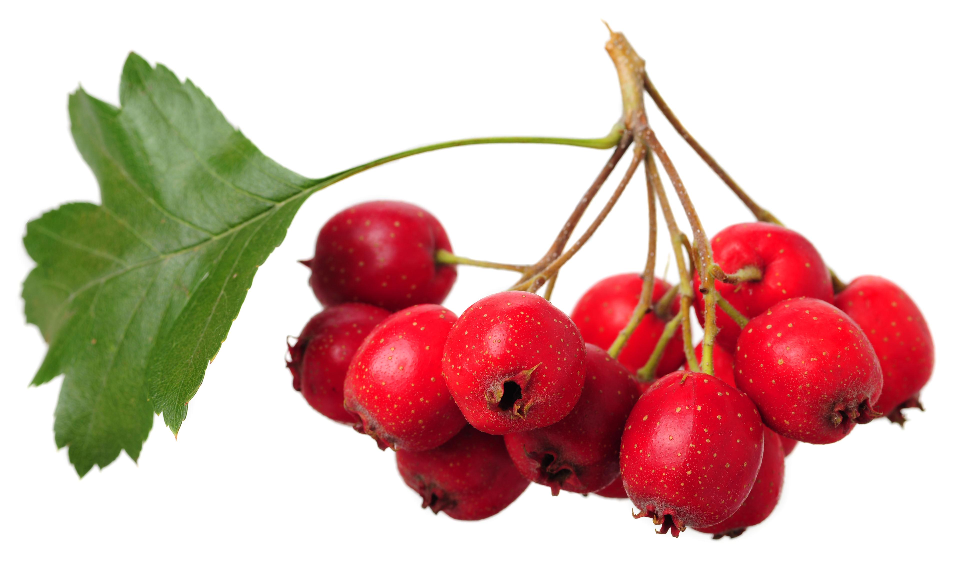 A bunch of red, round hawthorn berries with a leaf on a white background