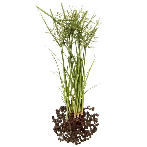 Nut Grass