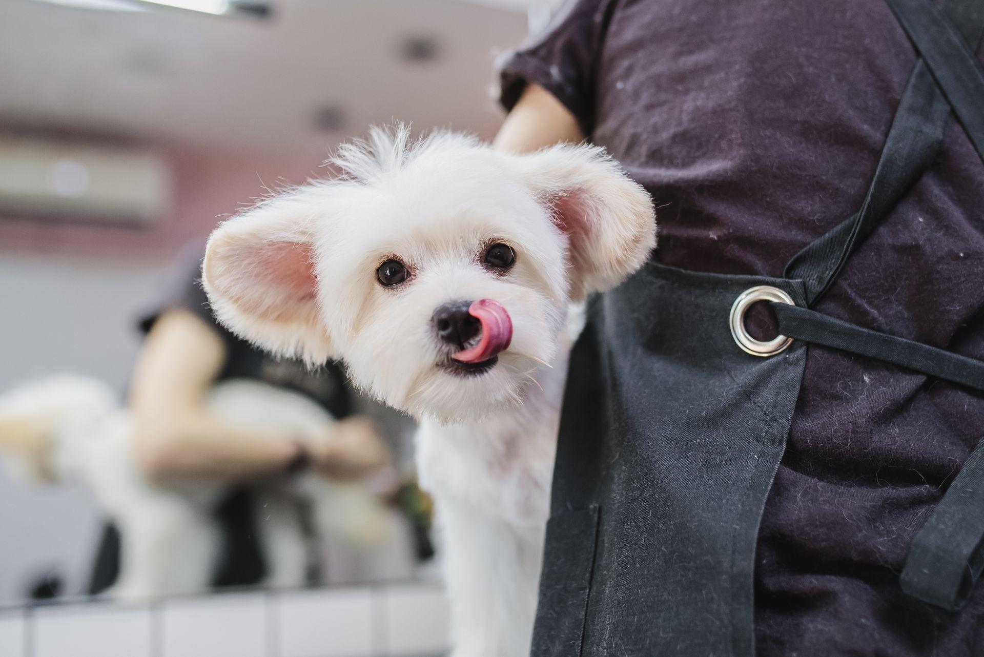 Maltese in handbag