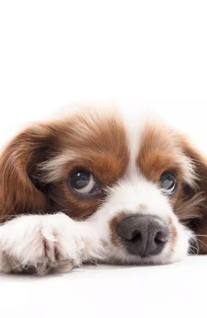 dog training for anxious dogs