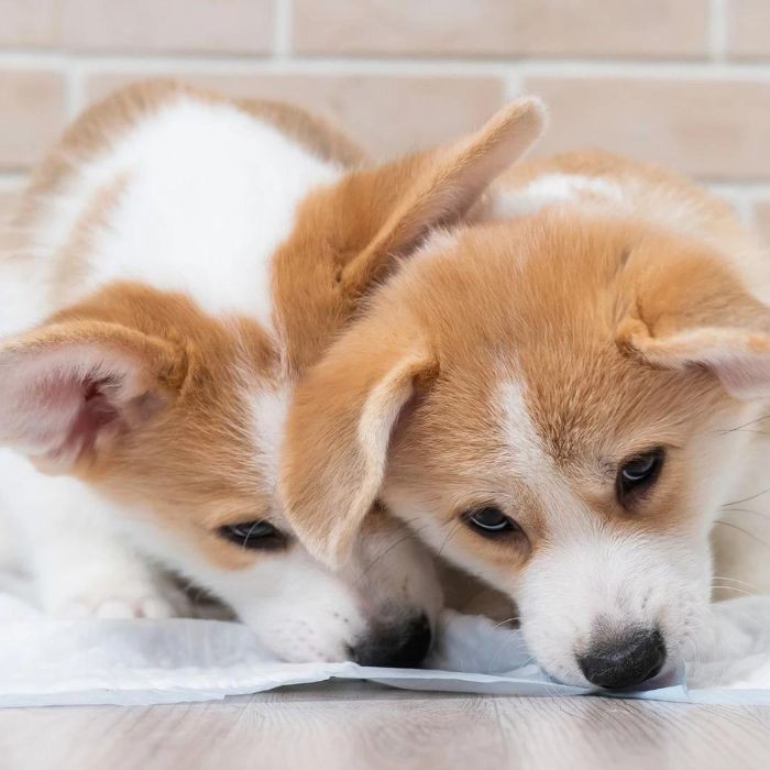 Two corgi puppies chewing pee pad
