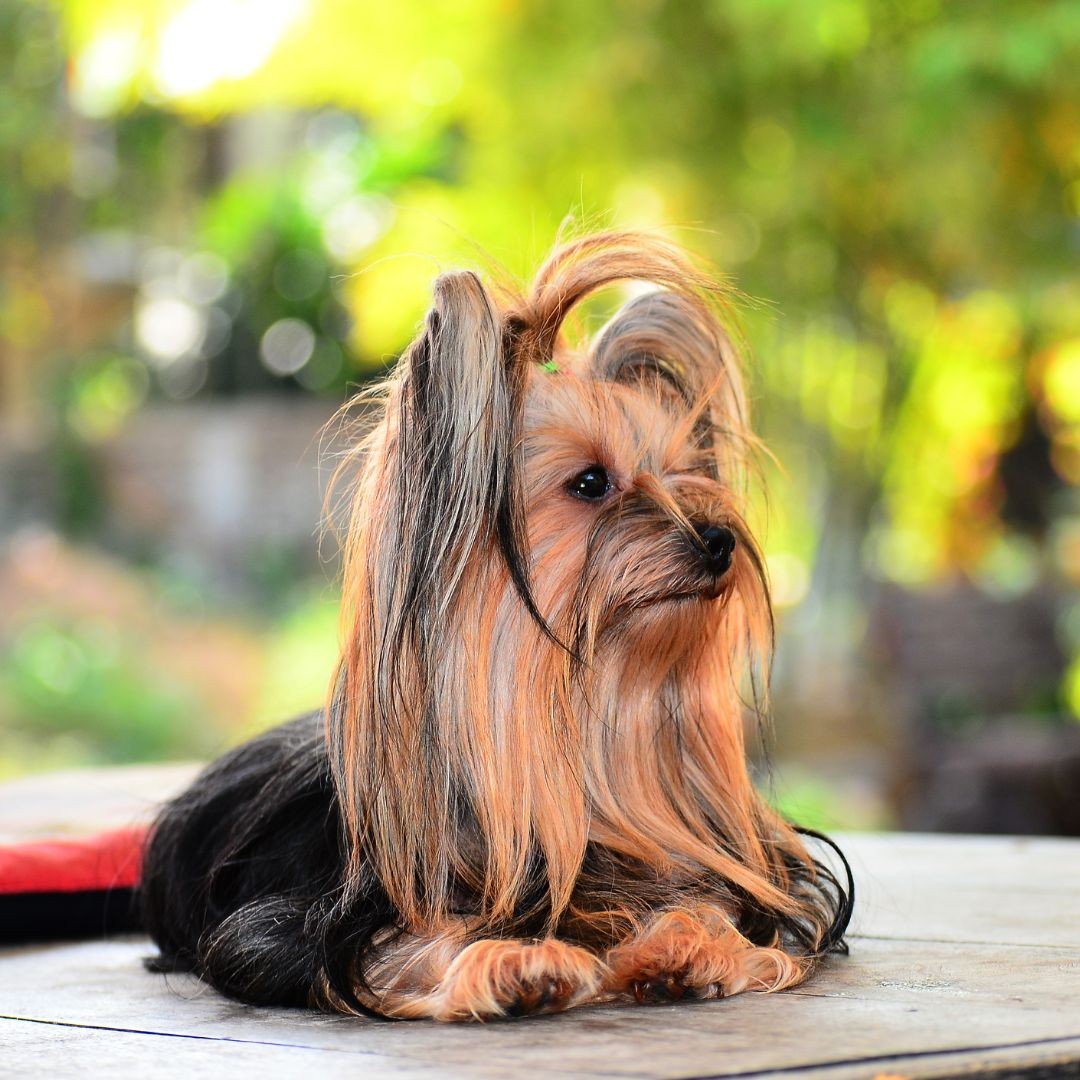Long-haired Yorkie lying down
