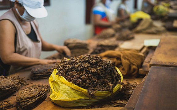 Sorting of tobacco