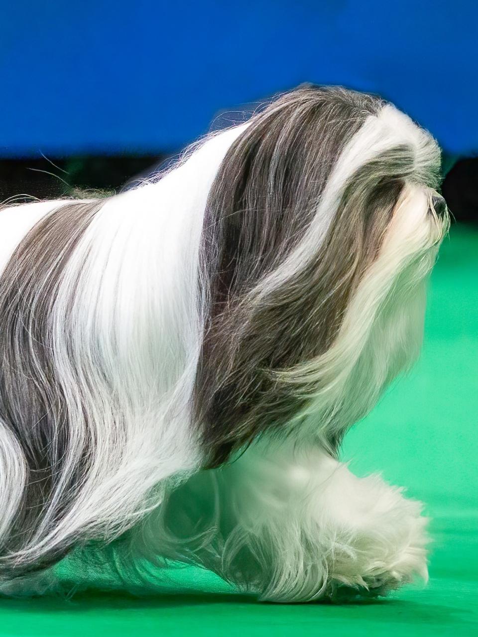 Lhasa Apso Dog