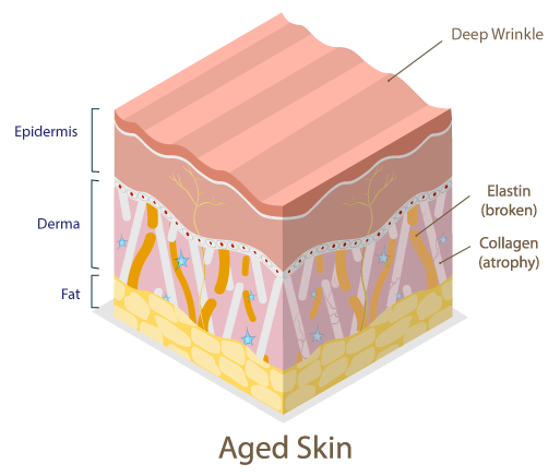 Image of a comparitive study between young skin layers, and aged skin layers