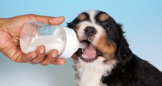 Puppy drinking milk