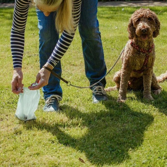 Dog sitting near poop