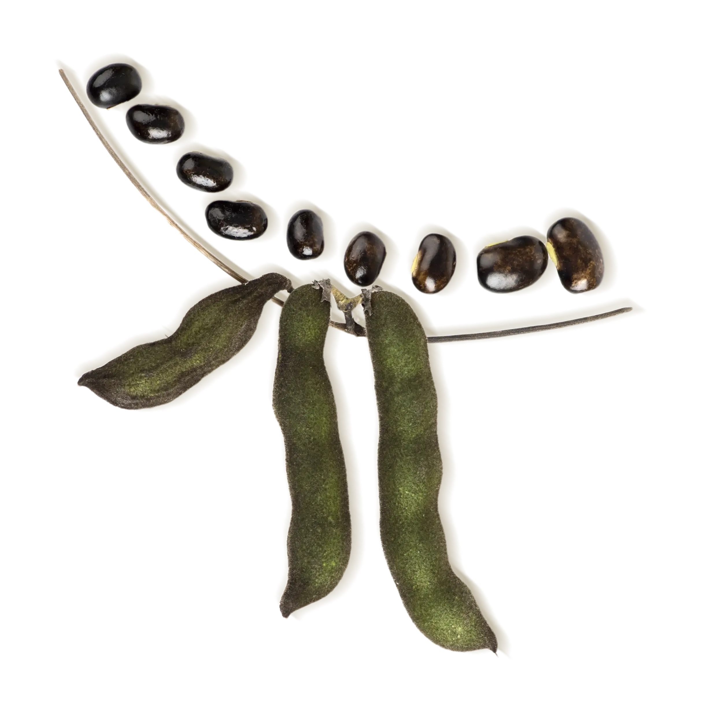 Few velvet beans surrounded by floral artworks