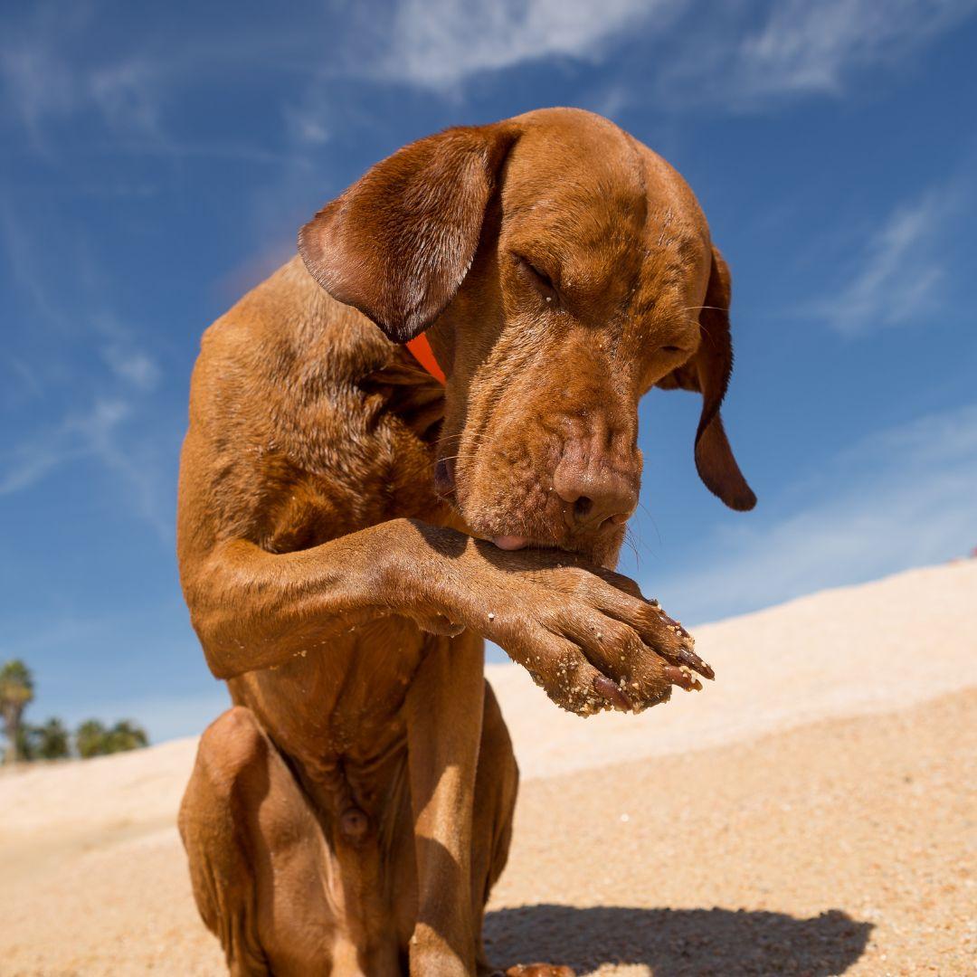 Dog licking sand off paw