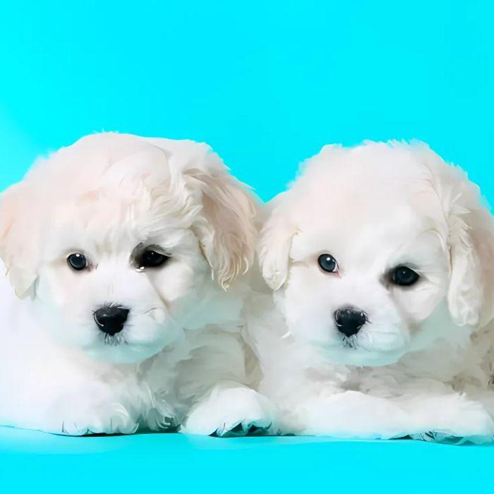 white cute puppies