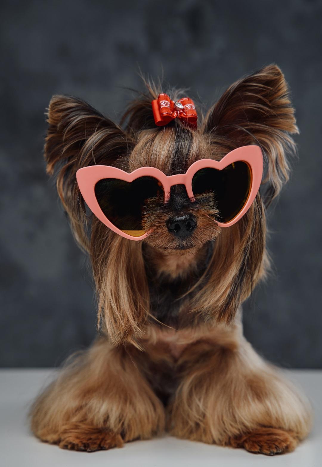 Little yorkshire doggy with stylish heart shaped sunglasses