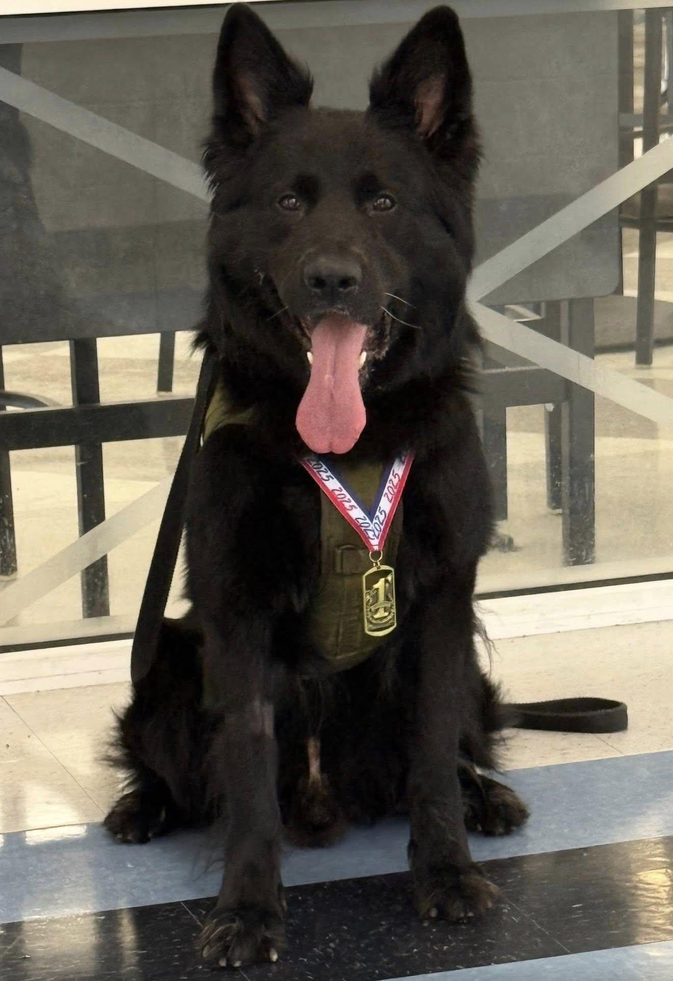 k-9 bear winning a medal