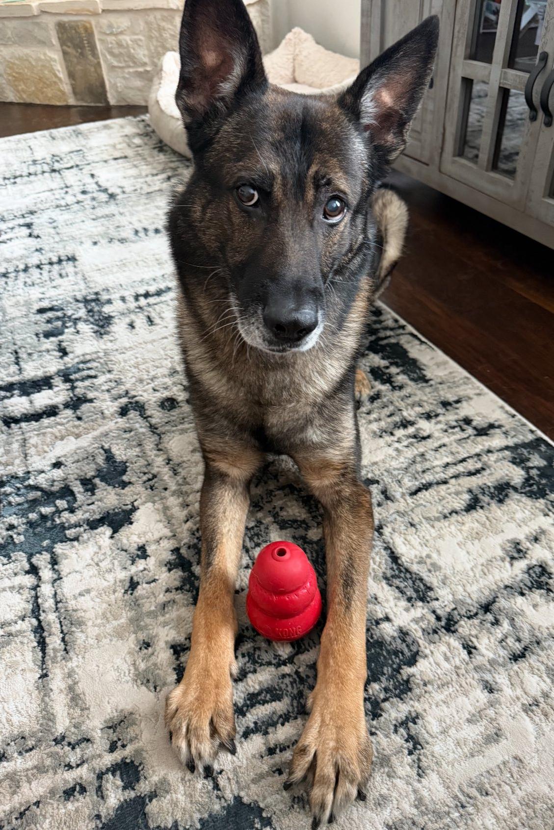 k9 indy with dog toy