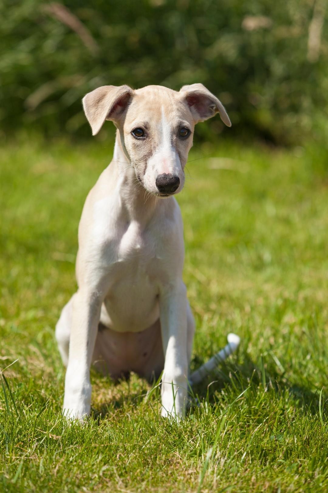 Whippet puppy