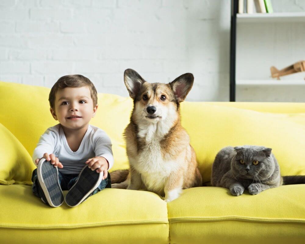 are cats or dogs better with babies