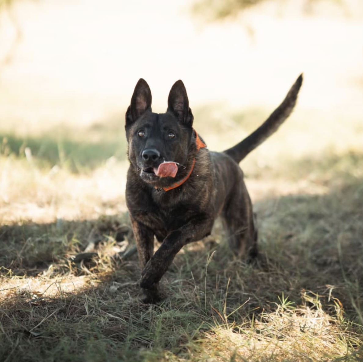 mwd ferrari