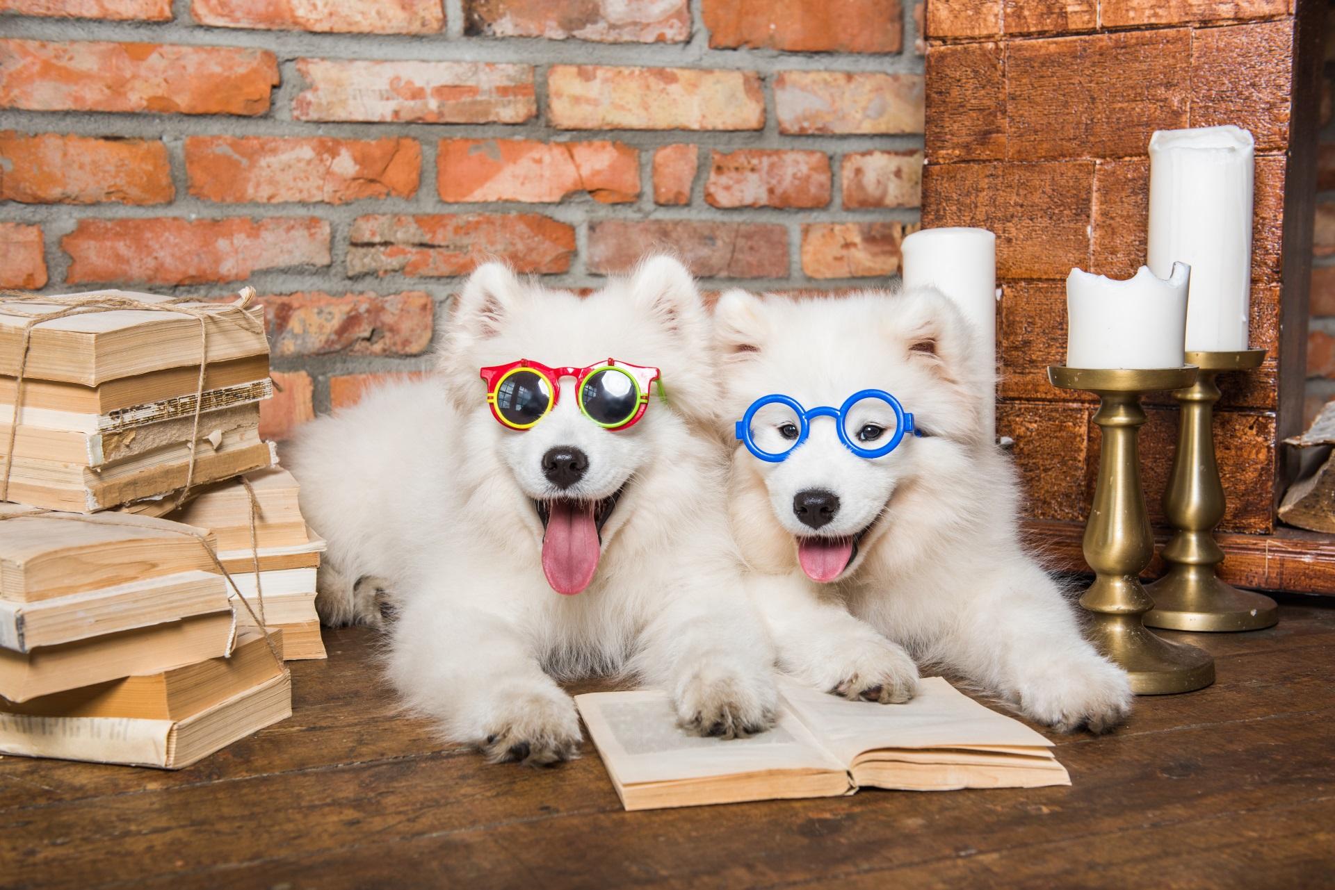 Two White fluffy Samoyed puppies dogs with book