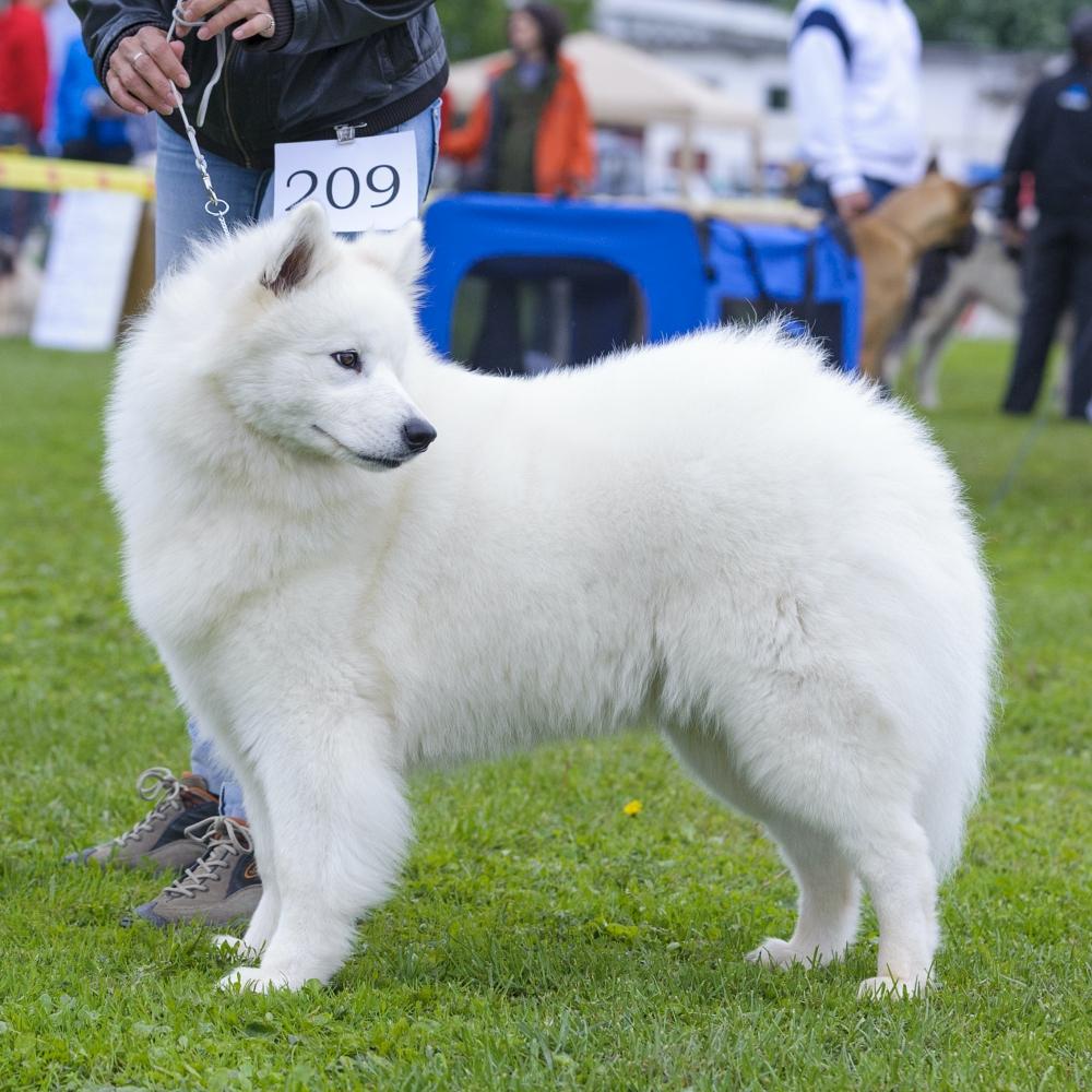 American Eskimo dog