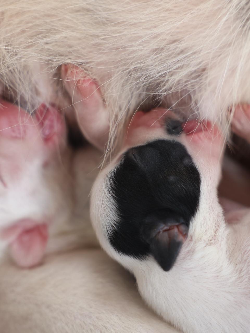 Close-up of puppy with mother dog at home. Dog breastfeeding puppies. Puppies sucking breast with milk from his mom