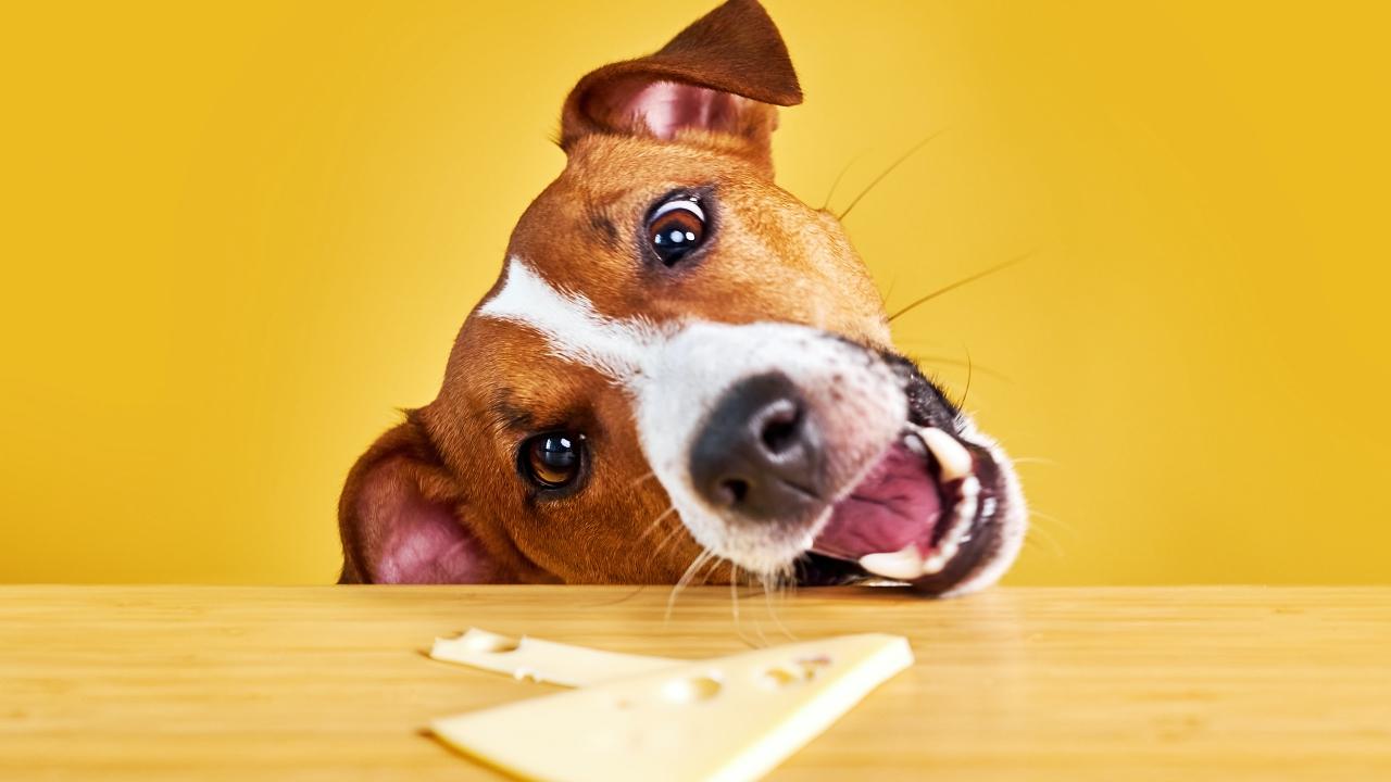 Dog about to eat the cheese on the table