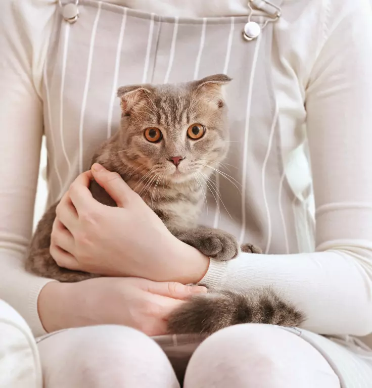 is pet insurance worth it for a cat