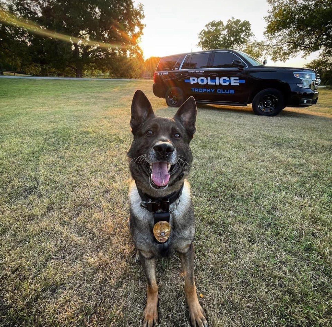 k9 indy outside a police car