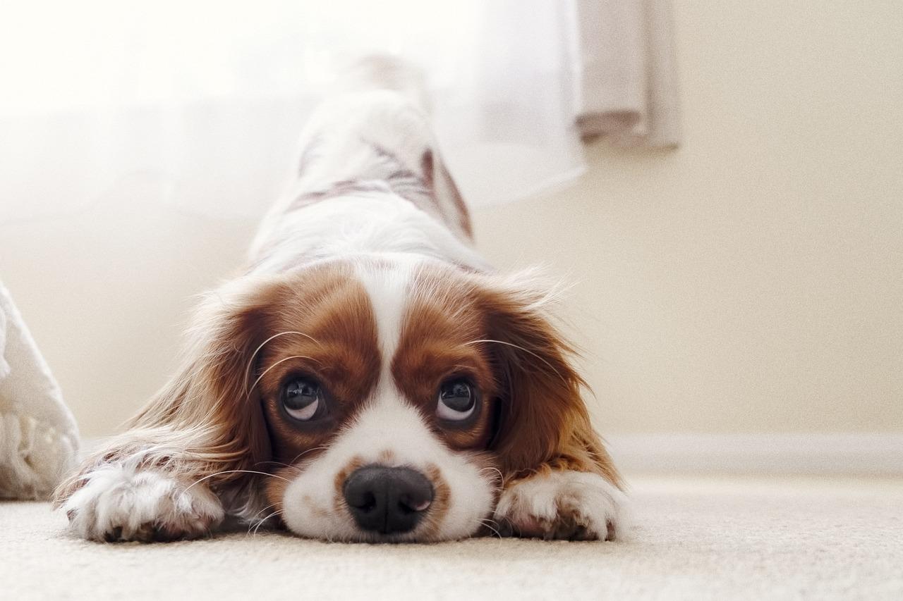 Cute puppy waiting for homemade dog treats