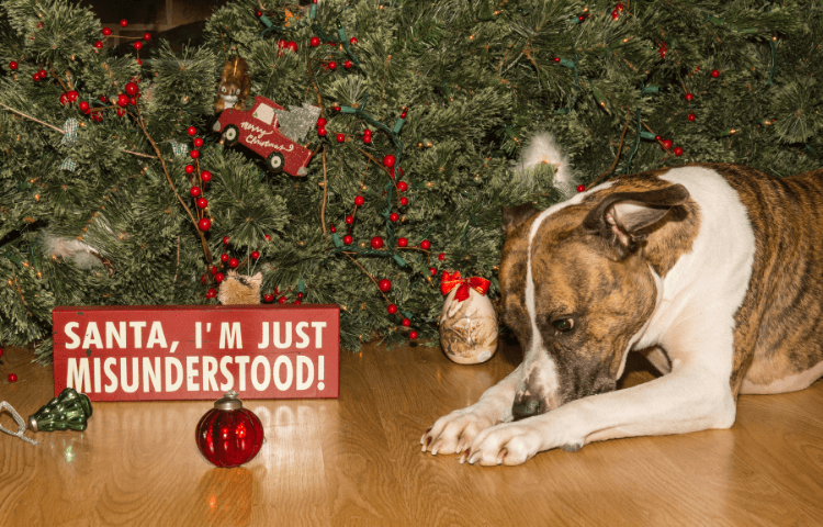Holiday Safety For Pets