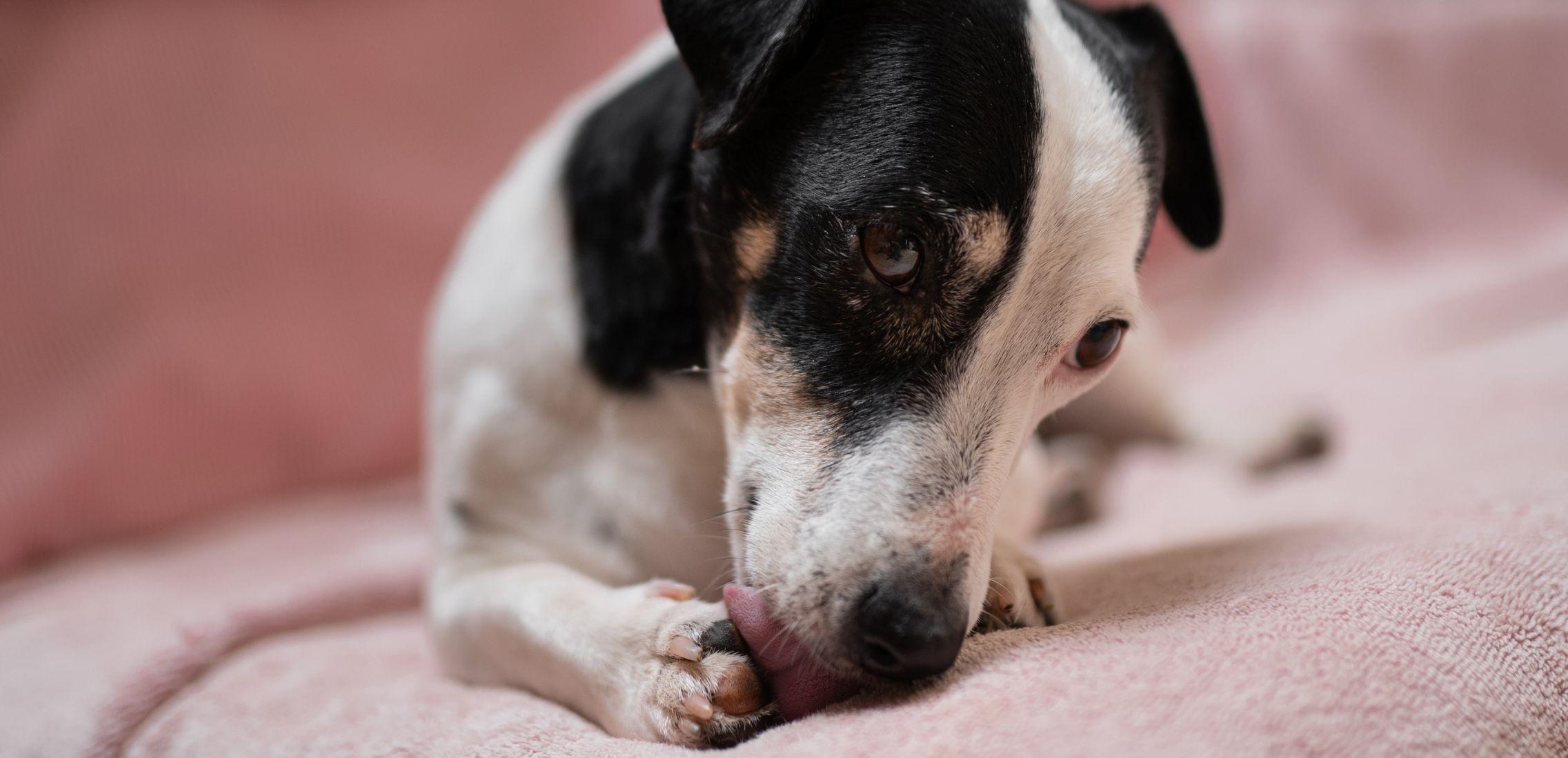 Jack Russell licking paw