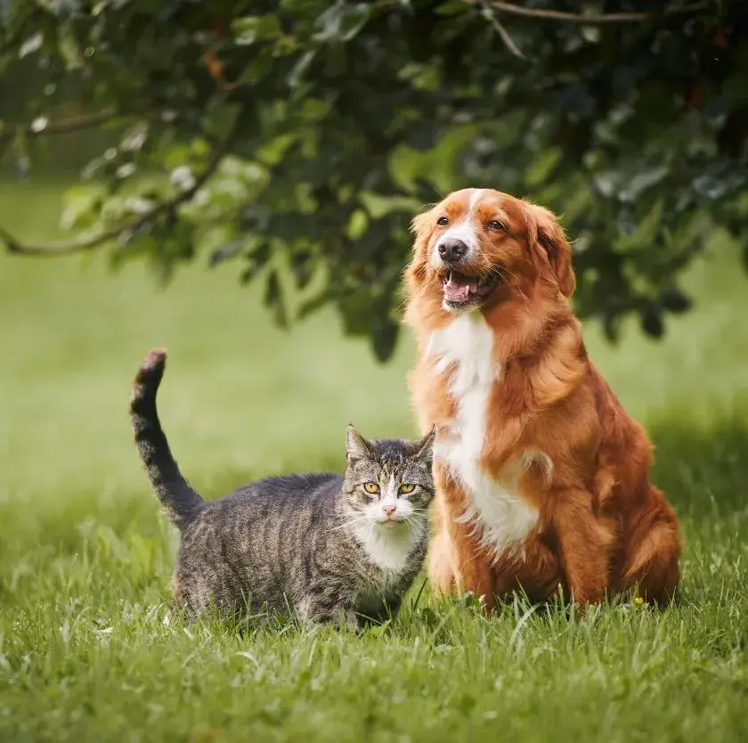 A cat and dog play together in a grassy field, showcasing their friendship and playful nature.
