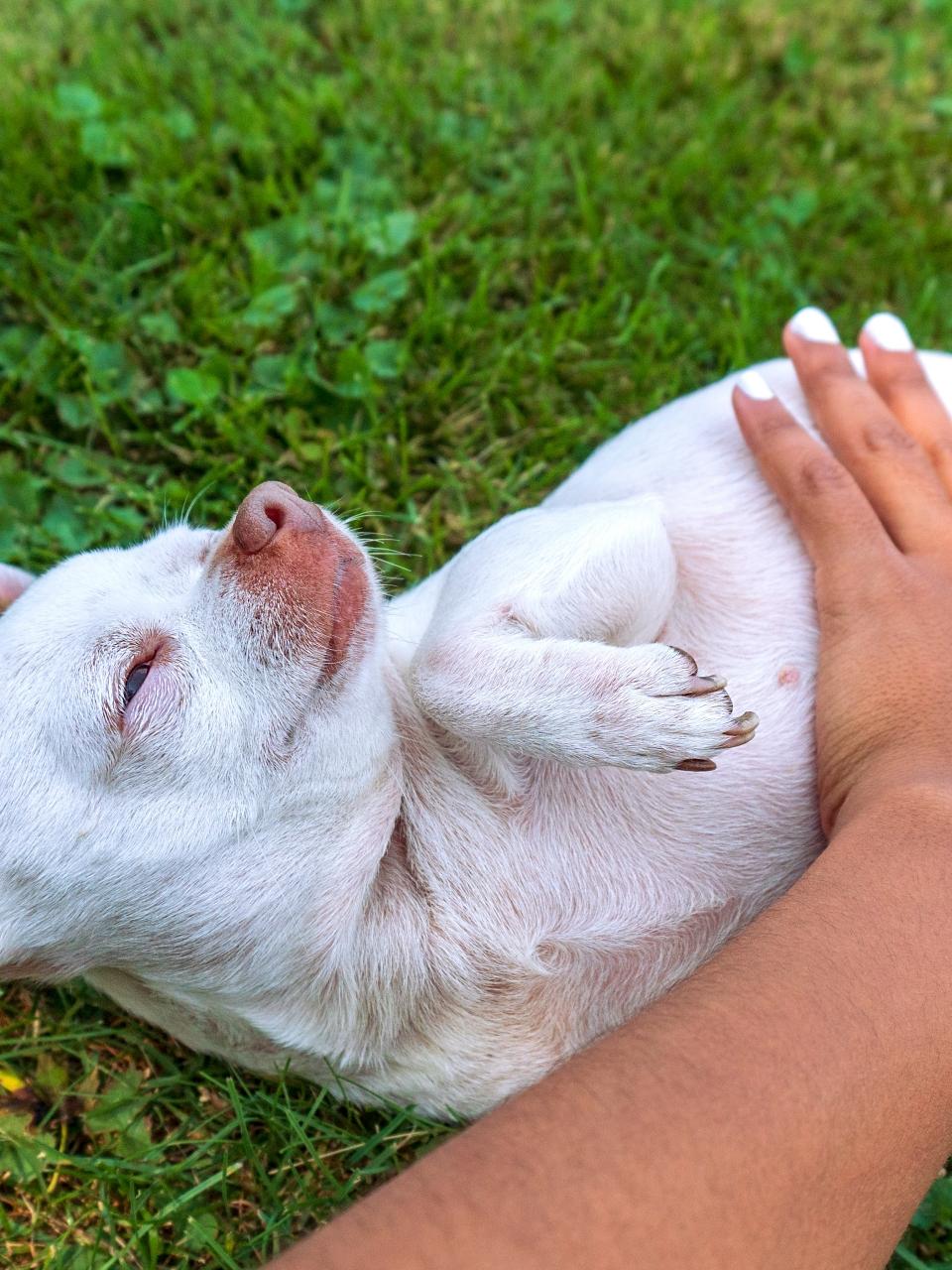 White chihuahua puppy getting belly rubs stock photo