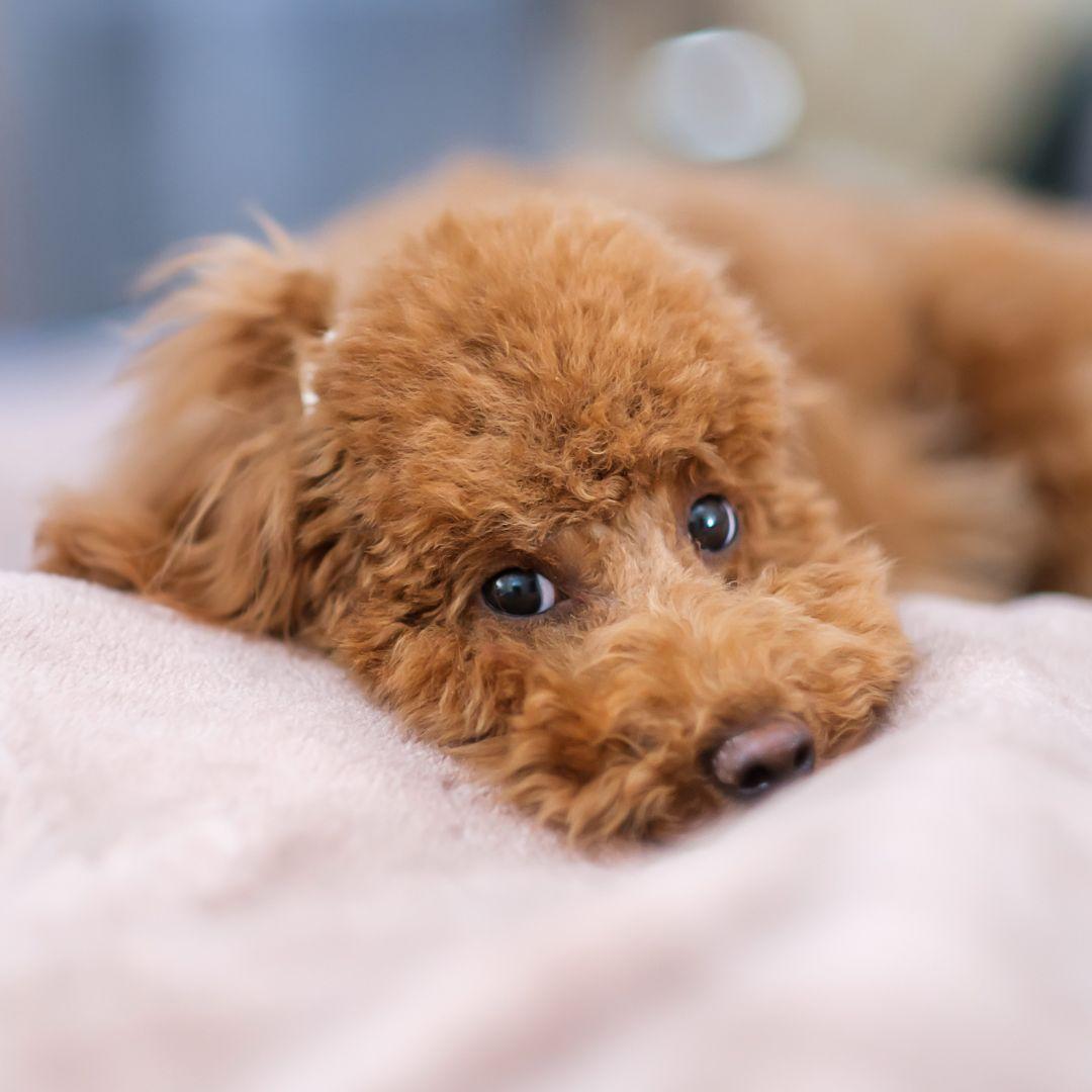 Toy Poodle lying on bed