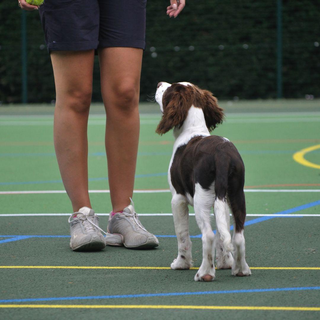 Puppy Dog Training