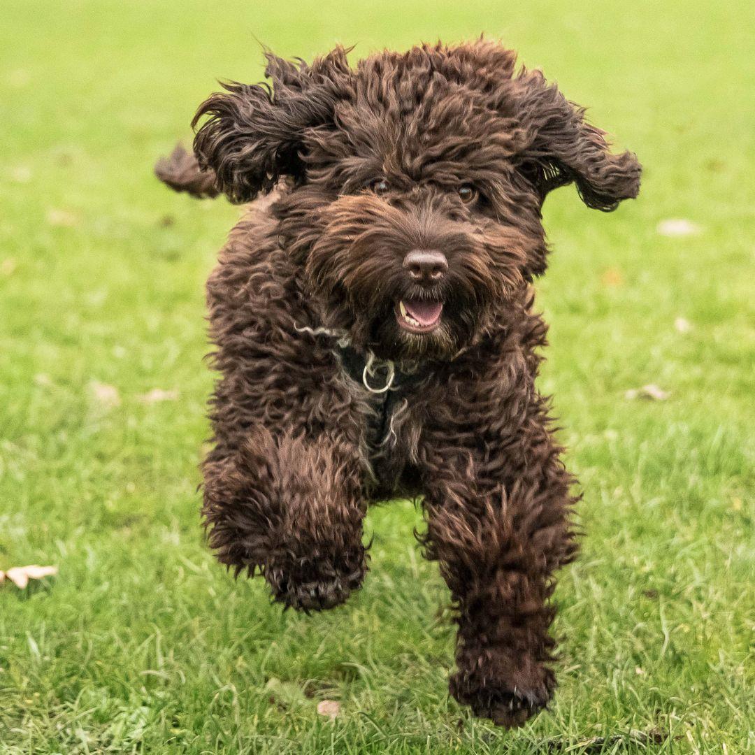 Brown puppy running