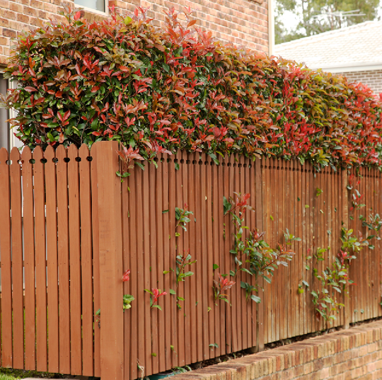 Top 10 Hedges for Privacy in Australia . — Aussie Gardener