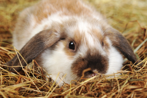 baby rabbit eating hay