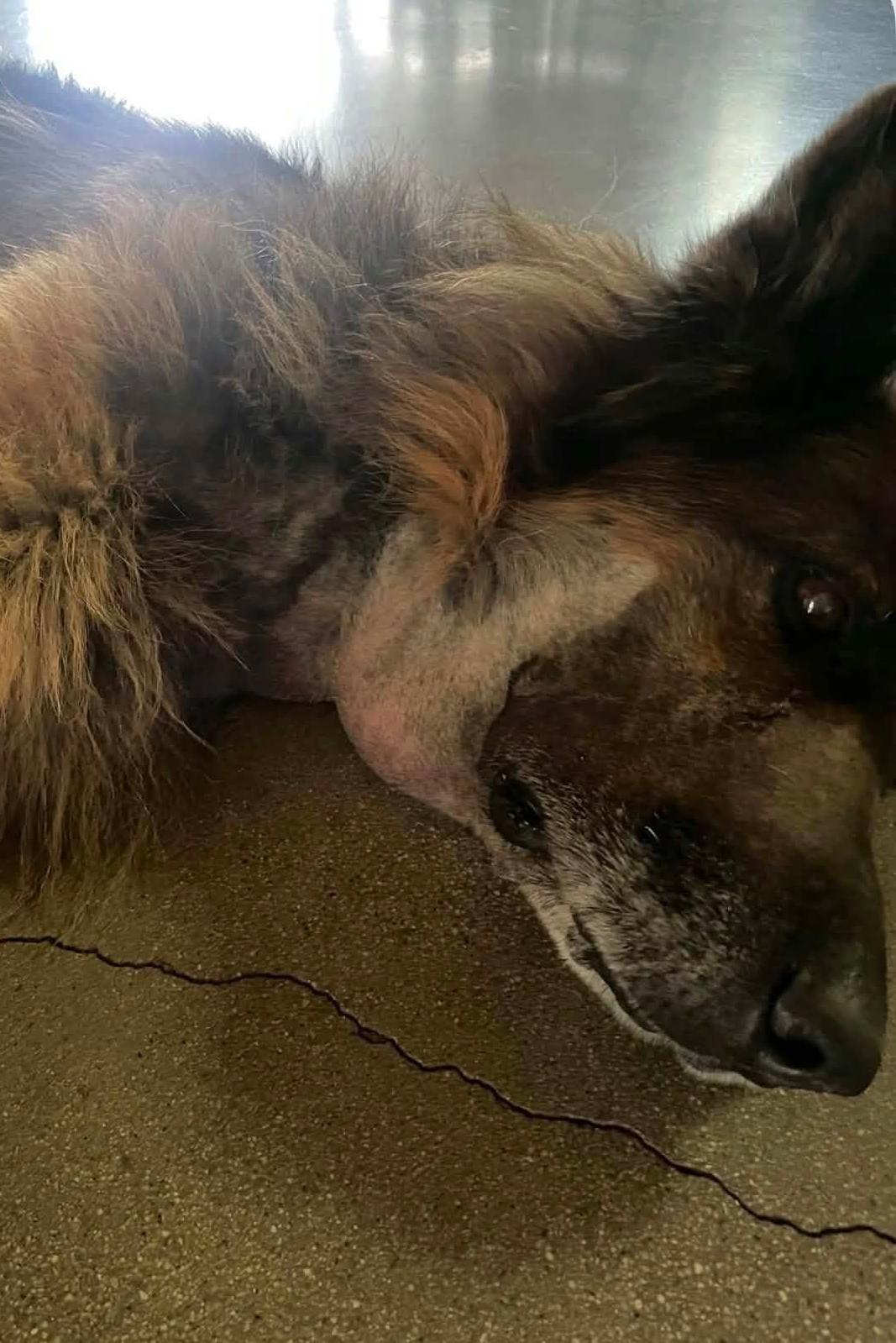k9 rocky lying down with swelling on his throat