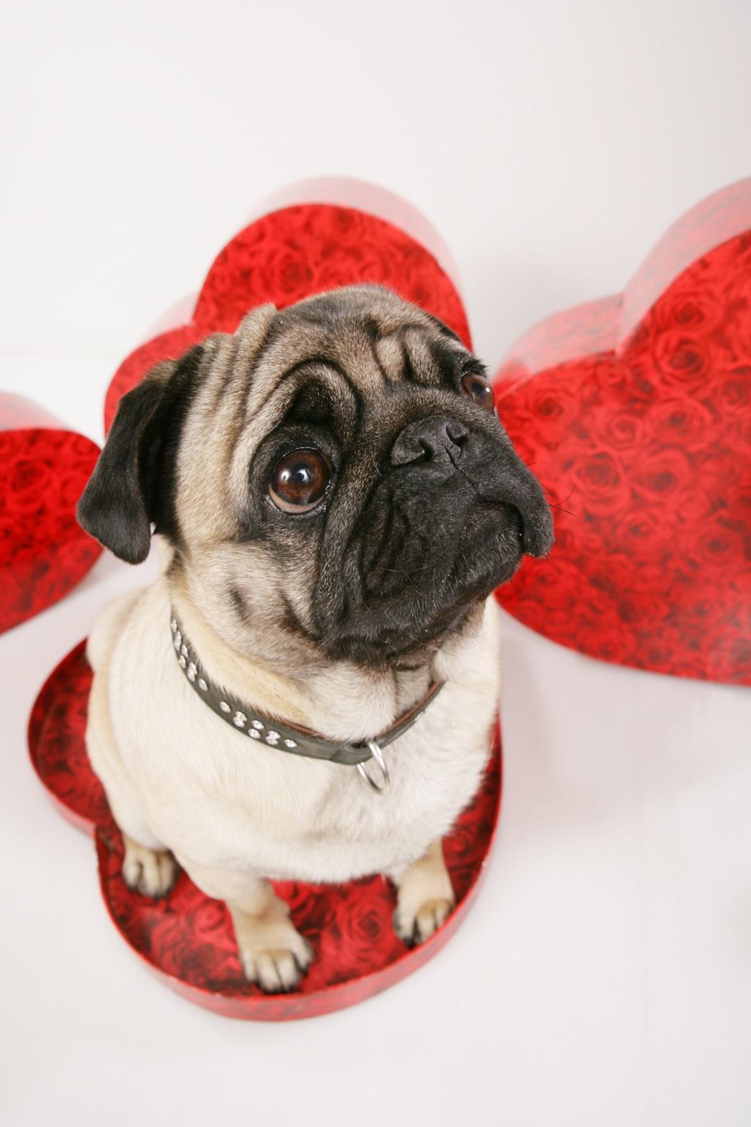 Yorkie being groomed