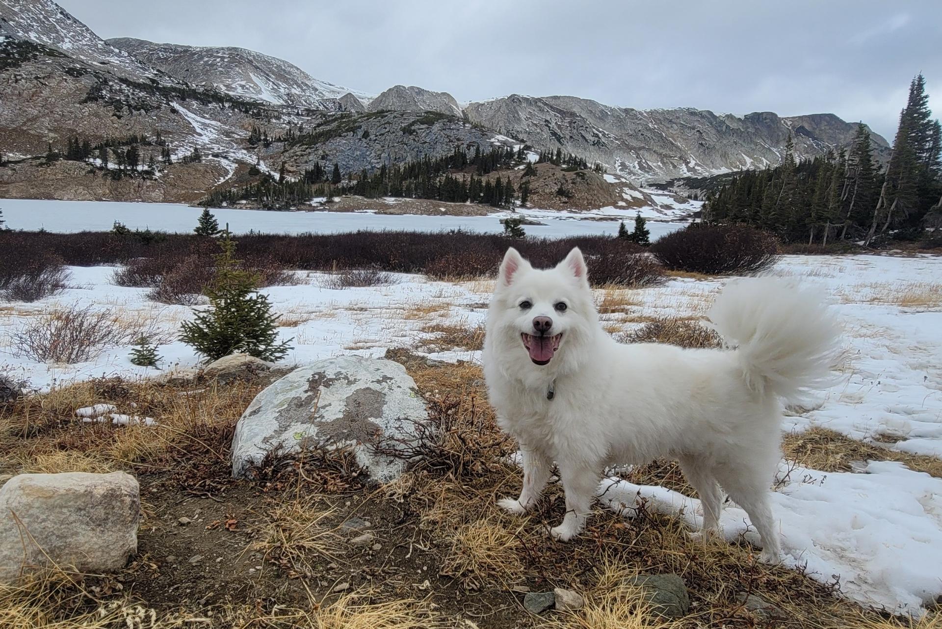 American Eskimo Dog