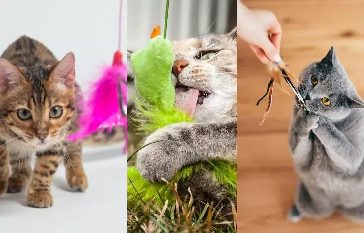 cat toys