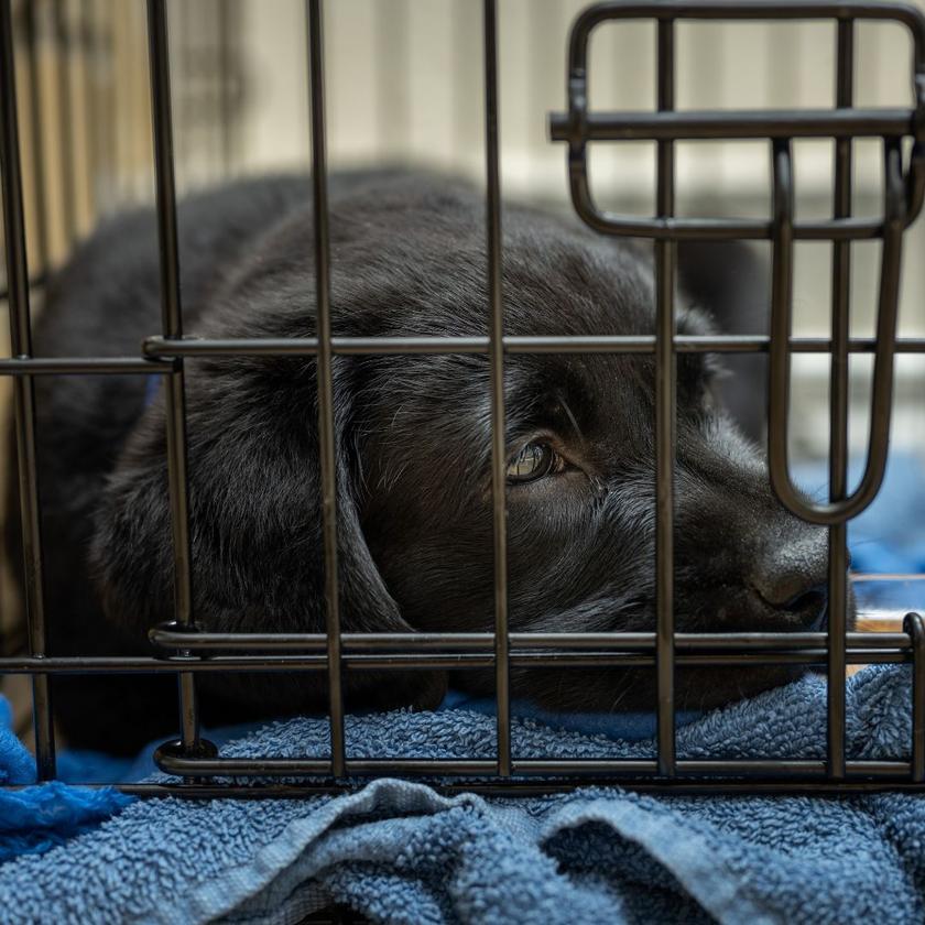 Why does my dog pee on carpet and How to stop It Potty Buddy Potty