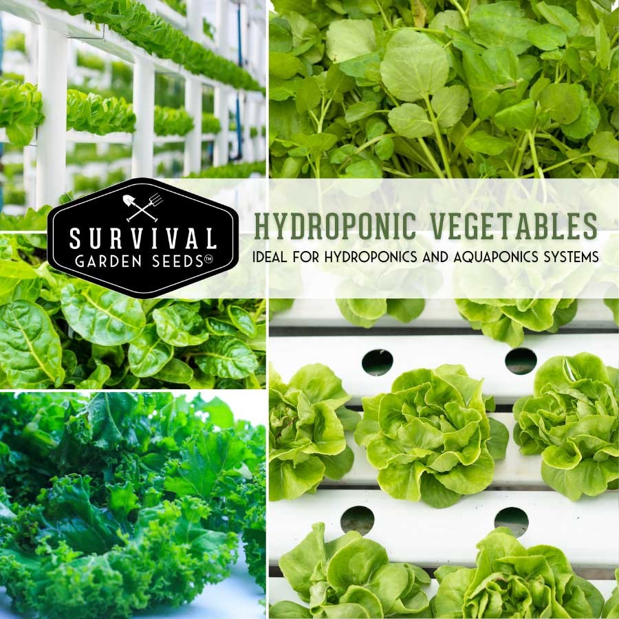 Hydroponic Vegetable Seed Collection - vegetables for your indoor garden