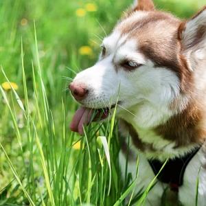 My Dog Won't Pee on Their Pad Anymore - Why Is This?