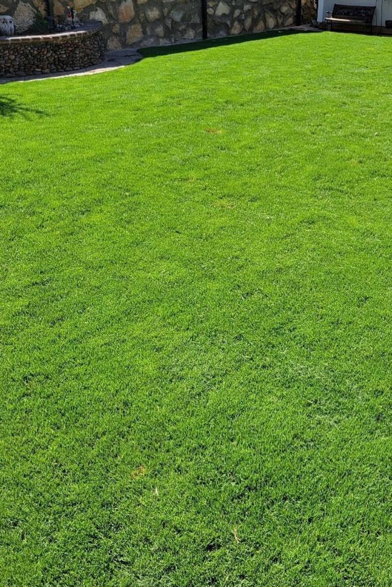green bermudagrass lawn