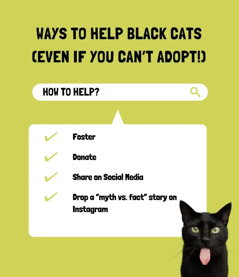 Ways to helps black cats