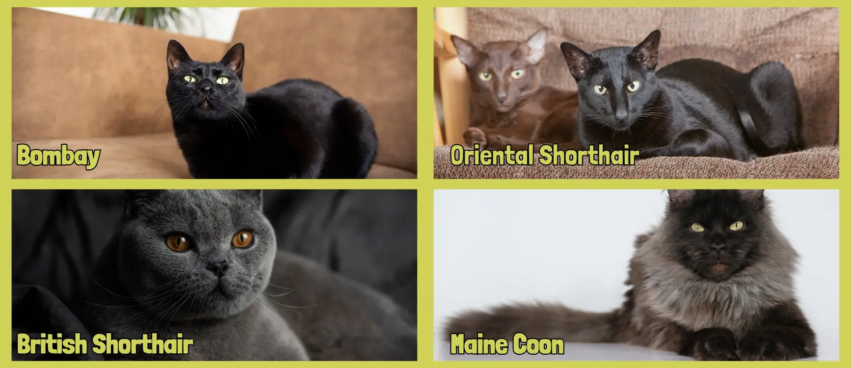 different types of black cats
