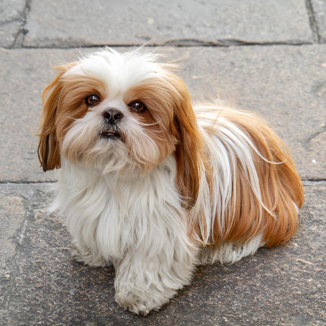 A puppy on street